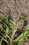 Bouquet mudplantain